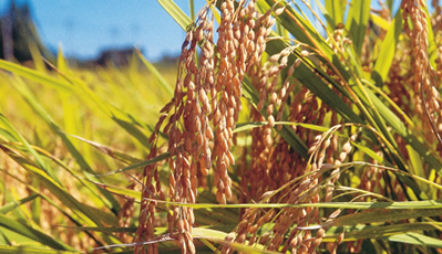 ÓŵÂ88(ÖйúÇø)¹Ù·½ÍøÕ¾